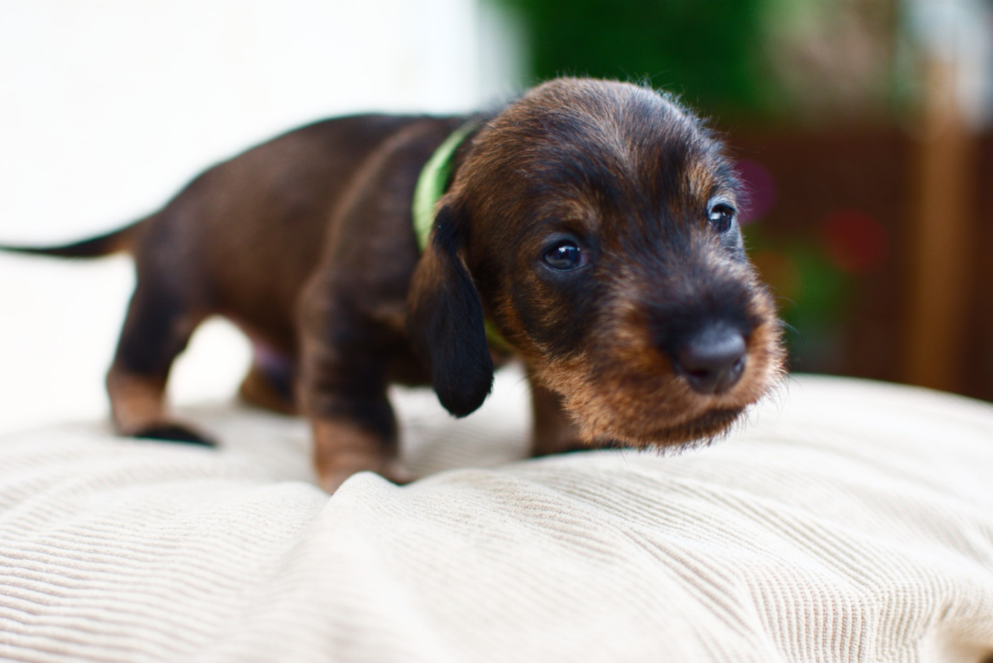 Du Chaudron Du Diable - Chiots disponibles - Teckel poil dur