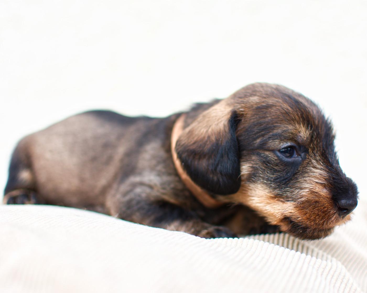 Du Chaudron Du Diable - Chiots disponibles - Teckel poil dur