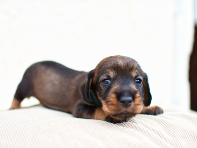 Braco